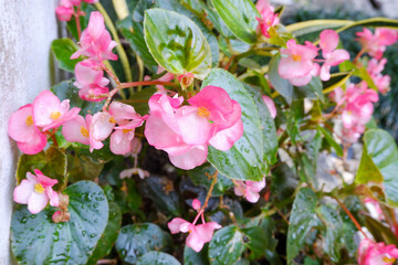 Pink wax begonia flower