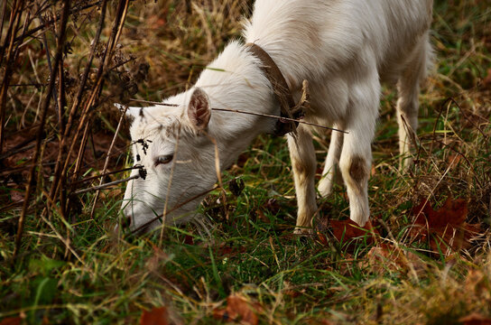 The young white goat has a close-up grass. Agriculture, farming, livestock farming. High quality photo