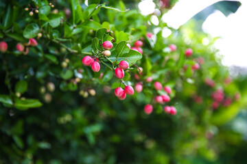 Mango yawn lime or bengal currant, christ's thorn or carunda or karonda thailand fruit.