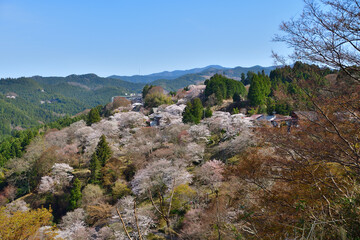 Fototapeta na wymiar 吉野の山桜