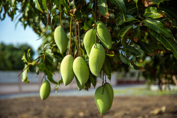 Fresh green mango fruit on the tree in the orchard.