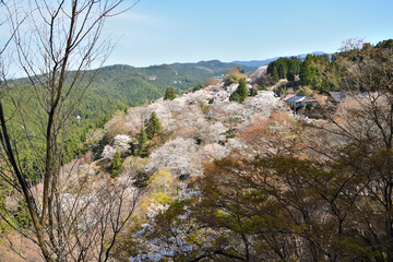 Fototapeta na wymiar 吉野の山桜