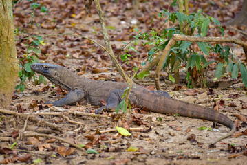 Wild Komodo dragon, the largest species of lizard, at Komodo National Park, Indonesia