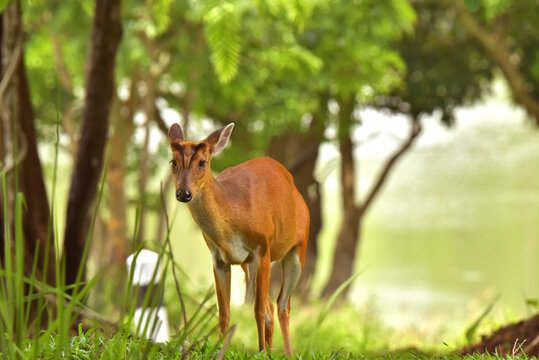 Barking deer is very beautiful decoration in the wild and remain in the Khao-yai national park of Thai land.