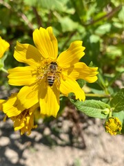 bee on yellow flower