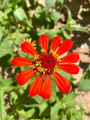 red orange flower