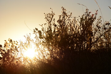Sun peaking through the bush