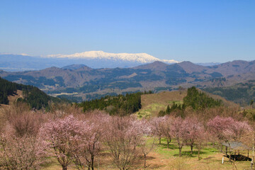 桜峠公園の桜（福島県・裏磐梯）