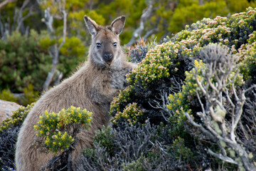 close up of Wallaby or baby kangaroo in nature