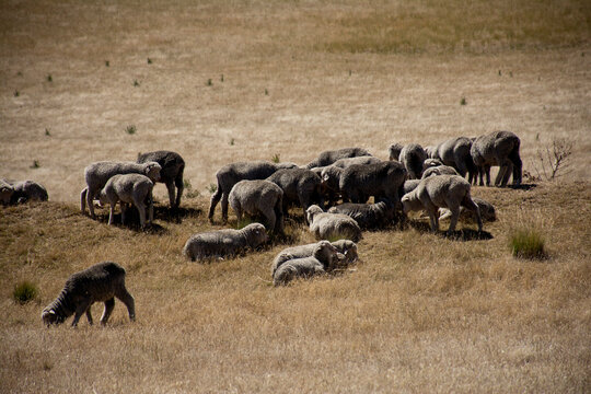 Sheep in tasmania © drevisuals