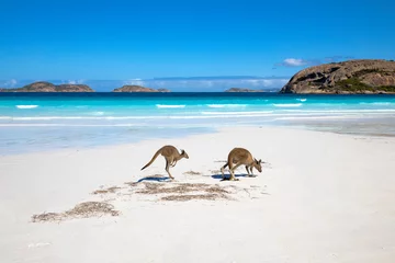 Poster Im Rahmen Kangaroo family on the beach of Lucky bay, Esperance, Western Australia © Hideaki