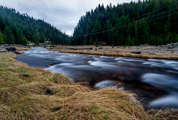 Spring flowers on side of Canyon Creek