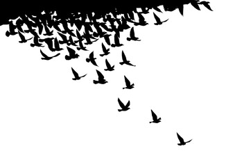 Flying birds silhouettes on white background. Vector illustration. isolated bird flying. tattoo design.
