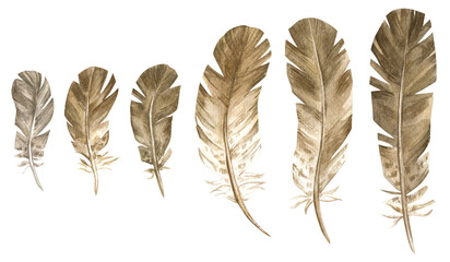 Fototapeta na wymiar Set of isolated watercolor element. Bird feather. The print is used for packaging design, fabric.