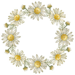 Wreath, frame with flower chamomile. Pharmacy chamomile. Watercolor illustration.