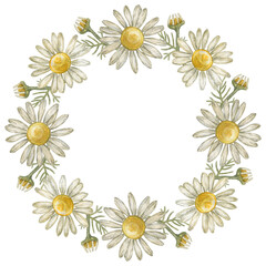 Obraz premium Wreath, frame with flower chamomile. Pharmacy chamomile. Watercolor illustration.