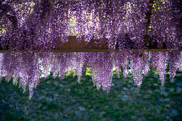 陽光に映える藤棚