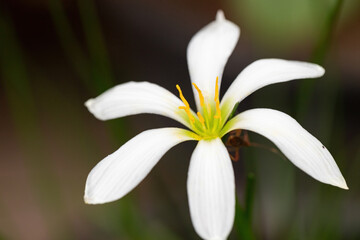 White Rain-Lily Flower of the species Zephyranthes candida