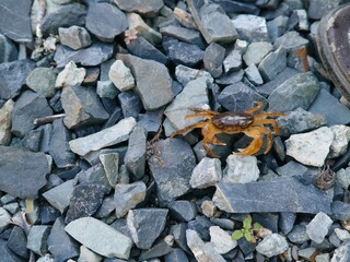 Crab on stones