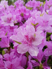 pink flowers