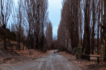 paisaje con camino de alamedas
