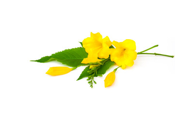 Tecoma stans flower on white background.Yellow elder, Trumpetbush, Trumpetflower, Yellow trumpet-flower, Yellow trumpetbush
