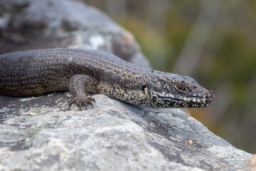 Eastern crevice skink (Egernia mcpheei) basking. Mites can be seen on its snout. Binna Burra, Queensland, Australia