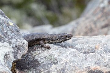 Eastern crevice skink (Egernia mcpheei) basking. Mites can be seen on its snout. Binna Burra, Queensland, Australia