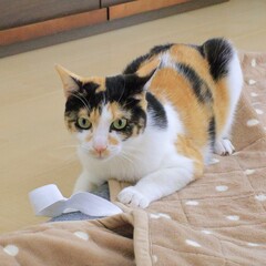cat and mouse