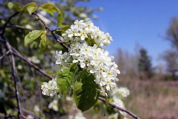 Sprig of blooming bird cherry tree on a bright spring day.