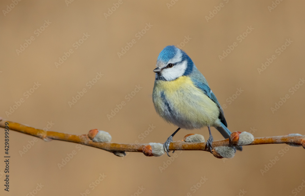 Wall mural Eurasian Blue Tit - Cyanistes caeruleus - at a wetland in early spring