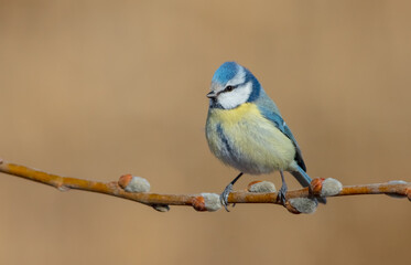 Eurasian Blue Tit - Cyanistes caeruleus - at a wetland in early spring