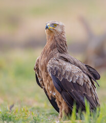 Lesser spotted eagle - Clanga pomarina - female in spring