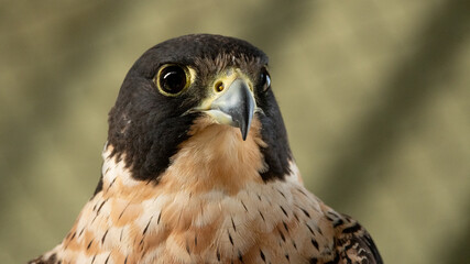 retrato Halcon peregrino (Falco peregrinus)
