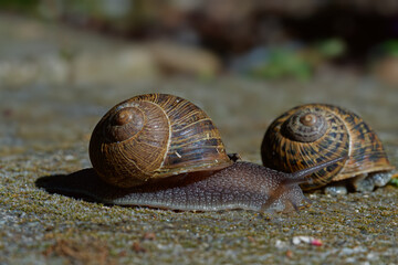 snail