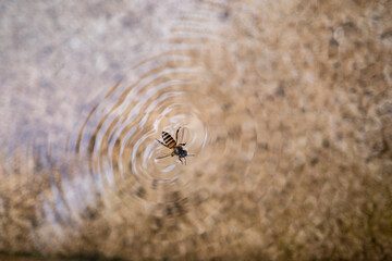 Bees fall into the water,A bee swims in a pool of water making concentric rings,bumble bee floating,A bee drowning in a pool,honey bees drown in water.