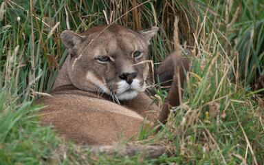 Puma concolor