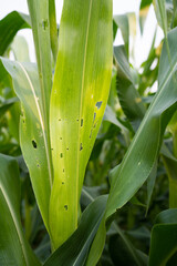 Corn leaf damage by insect and worm, biotic stress,Corn leaf damage by insect and pest, Corn leaf damaged by fall armyworm Spodoptera frugiperda.Corn leaves attacked by worms.