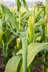 Obraz premium Corn leaf damage by insect and worm, biotic stress,Corn leaf damage by insect and pest, Corn leaf damaged by fall armyworm Spodoptera frugiperda.Corn leaves attacked by worms.