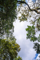 Looking up through the treetops. Beautiful natural frame of foliage against the sky. Copy space.Green leaves of a tree against the blue sky. Sun soft light through the green foliage of the tree.