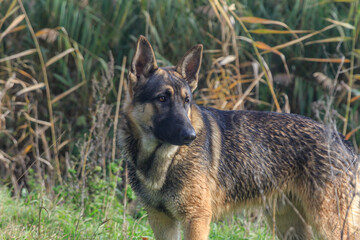 dog shepherd close-up on the background of autumn lake reeds