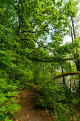 Obraz premium path in the forest (Schermützelsee, Buckow, Brandenburg, Germany)