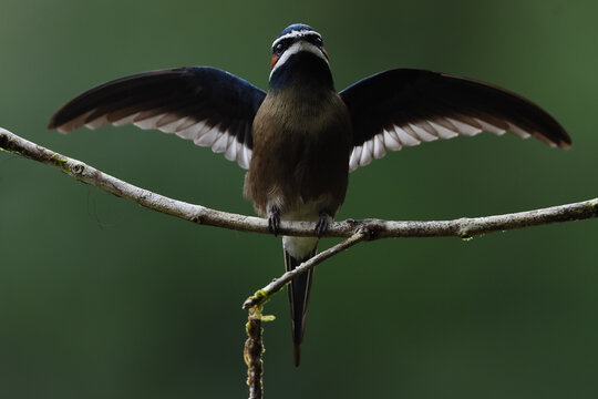 Bird action show wing nature green background .portrait of Whiskered Treeswift.Habitat at southern of Thailand . Tropical Rain Forest .Southeast Asia