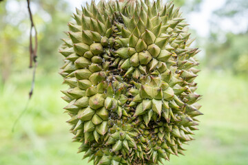 Durian on tree, aphids, Seasonal fruit in Thailand