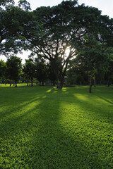 green park in the morning