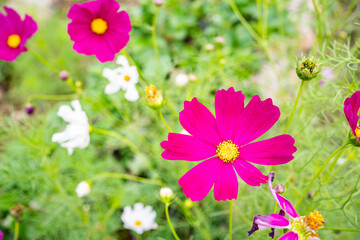 Pink Cosmos flowers or Mexican Aster are blossoming in the field,Pink flowers cosmos bloom beautifully to the morning light.