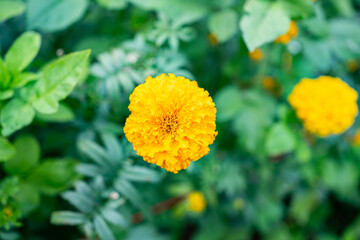 Landscape Yellow Marigolds (Tagetes erecta) flower in field. Closeup yellow marigold flower in the garden.