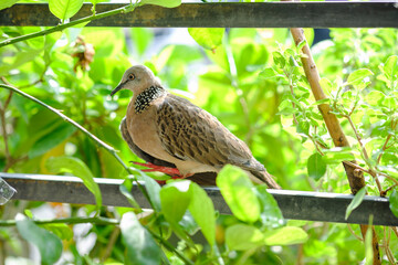 Close-Up Of Spotted Dove Perching On Fence