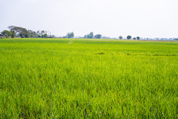 Beautiful green rice field view,Scarecrow in rice field,The scarecrow in the middle of green rice fields for protection against rice.