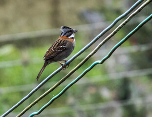 Pajaro